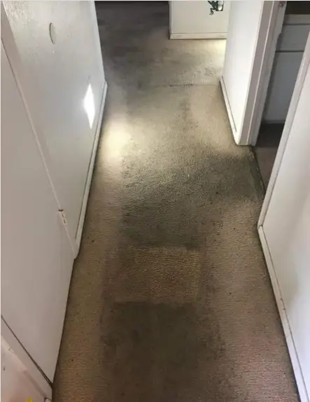 Mold in Carpet from Water Damage