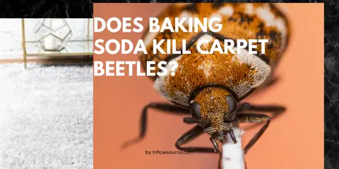 Does Baking Soda Kill Carpet Beetles