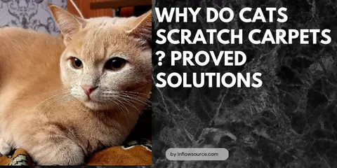 Why do cats scratch carpets