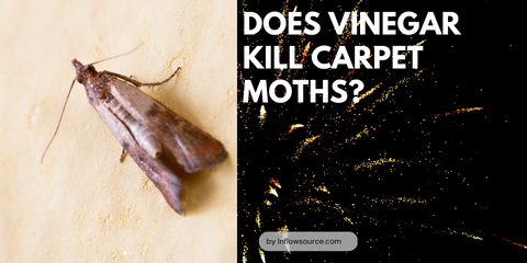 Does vinegar kill carpet moths