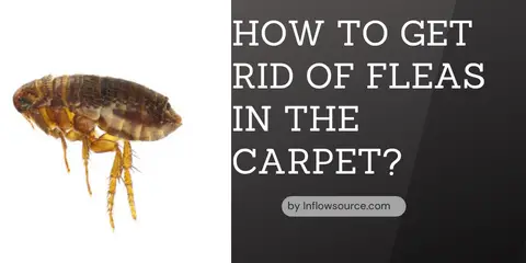 how to get rid of fleas in the carpet