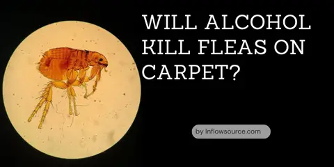 will alcohol kill fleas on carpet