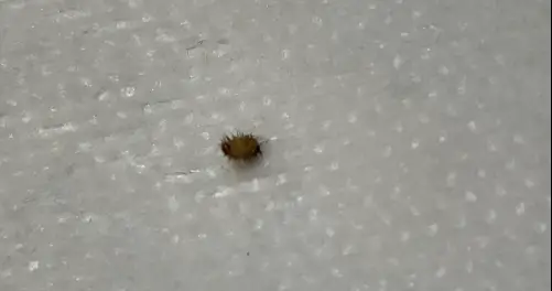how to get rid of carpet beetles