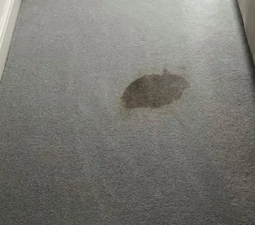 carpet stains keeps coming back 