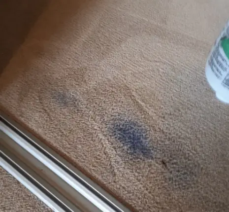 Carpet Stain Keeps Coming Back