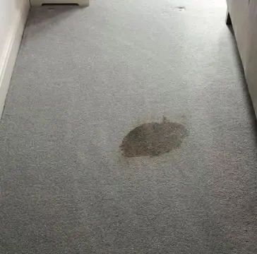 How To Get Brown Stains Out of Carpet