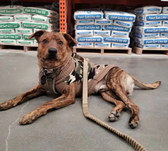 Home Depot's Dog Policy